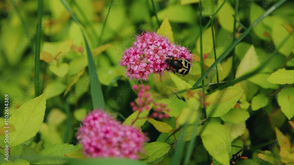 A large, beautiful bumblebee collects pollen from a flower. The camera shoots the insect up close in slow motion A large, beautiful bumblebee collects pollen from a flower. The camera shoots the insect up close in slow motion