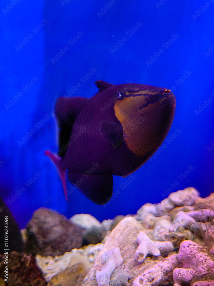Obraz premium fish in aquarium