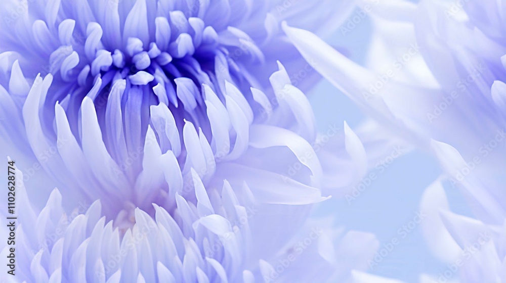 Obraz premium Vibrant Close-Up of Pink Chrysanthemum Blooming in Garden Nature
