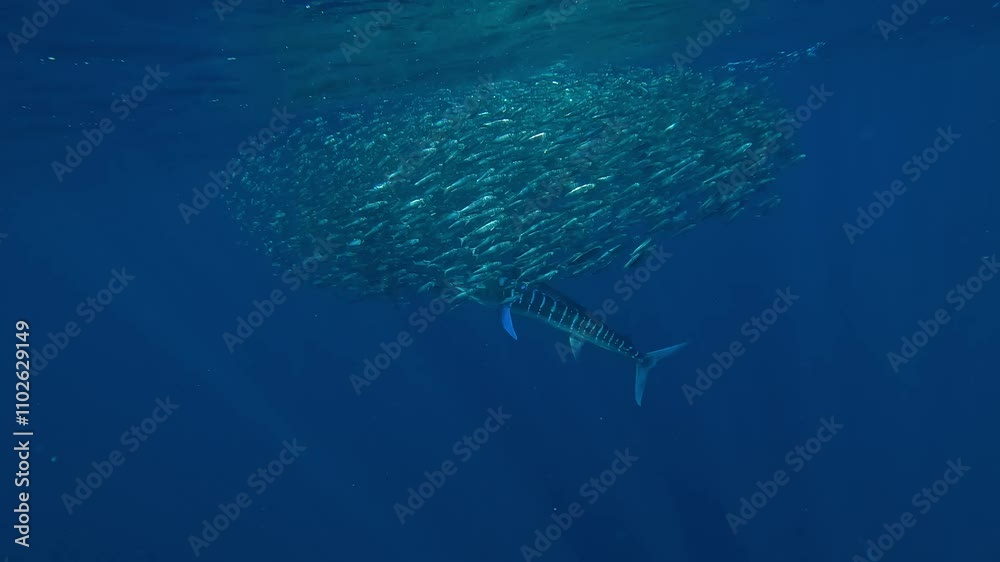 A medium shot captures a marlin (Istiophoridae) charging into a sardine bait ball, splitting it into two swirling groups with its swift movement. Check my portfolio for more marlin footage.
