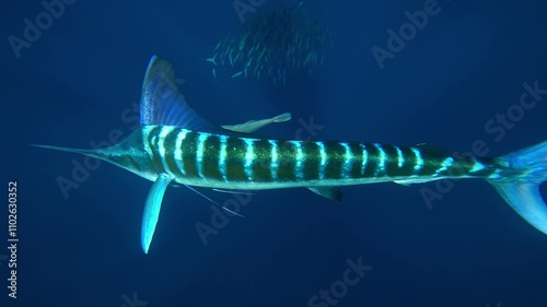  A marlin (Istiophoridae) strikes a sardine bait ball twice, head-on toward the camera, scattering the fish in bursts of motion. Check my portfolio for more marlin footage.