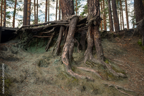 Large tree roots are sticking out of the ground