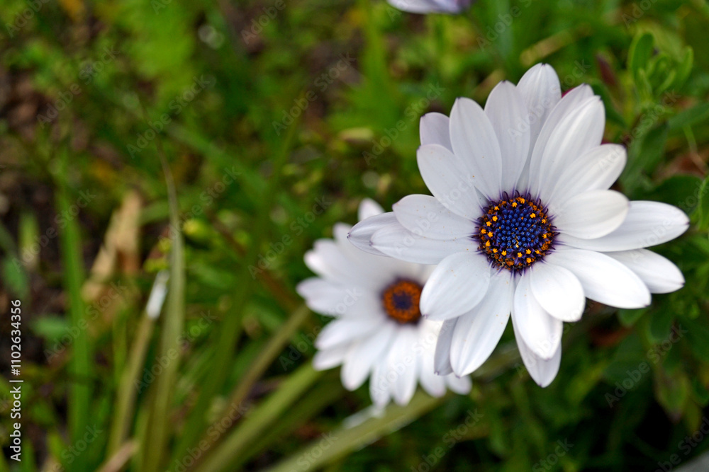 Osteospermum white flowers on the right. Osteospermum white flowers on the right.