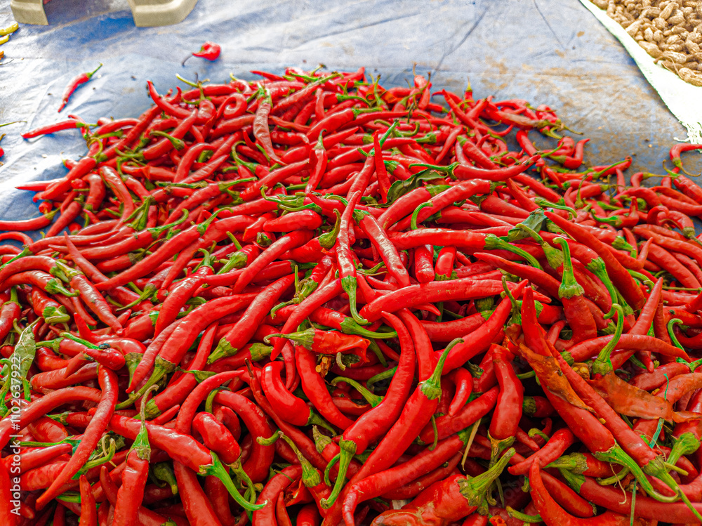 Naklejka premium Chilli (Capsicum annuum L. and Capsicum frutescens L.) is a hot-tasting tropical belonging to the Solanaceae family. Pile of red chillie papper . Focus on fruit, exposure, noisy, similar others