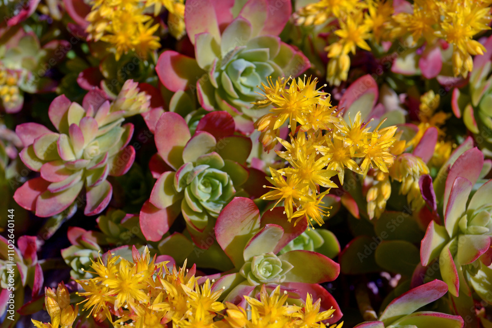 Sedum palmeri or Sedum Compressum Rose or Mexican Hens and Chickens in bloom. Sedum palmeri or Sedum Compressum Rose or Mexican Hens and Chickens in bloom.