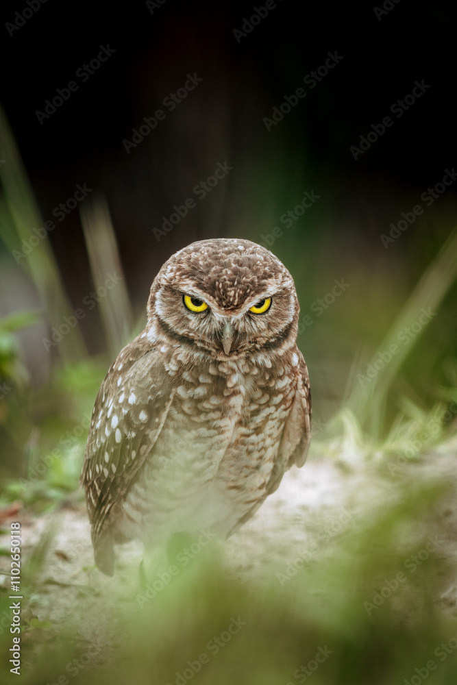 Fototapeta premium Coruja buraqueira (Athene cunicularia)