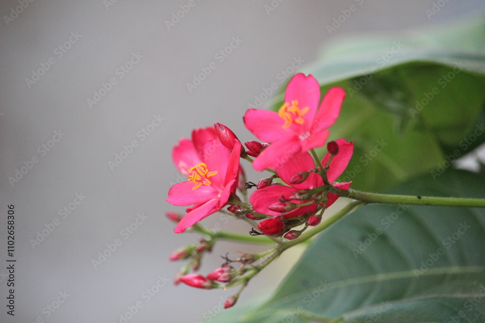 Obraz premium close up of red jatropha integerrima flower in bloom with blurred background