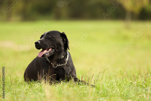 Adorable Labrador Retriever dog lying on green grass. Space for text