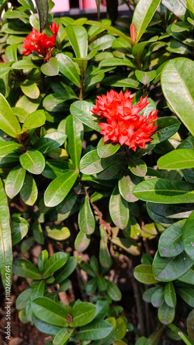 Ixora chinensis flower, other names are West Indian jasmine, rangan, kheme, ponna, chann tanea, pan, siantan, forest geranium. blush red with beautiful green leaves. photo