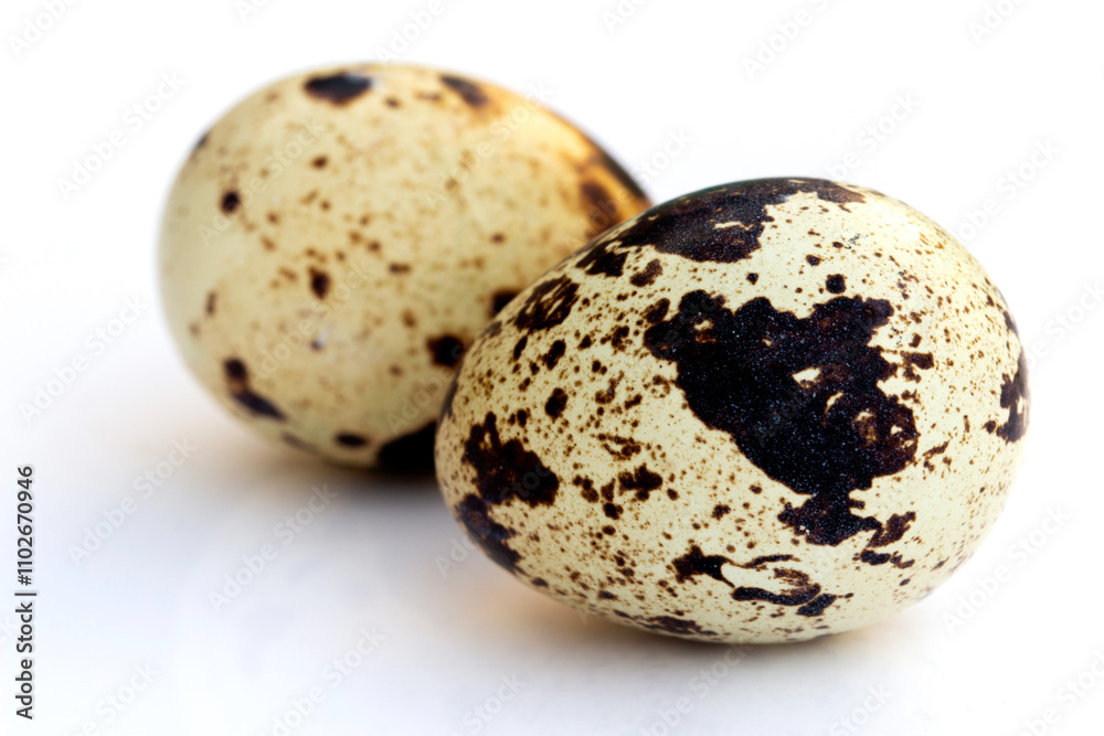 Quail eggs isolated on white background Quail eggs isolated on white background