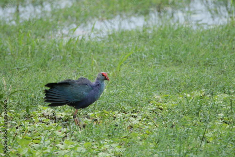 Beautiful Sri Lankan Birds in the Wild, Sri Lanka Beautiful Sri Lankan Birds in the Wild, Sri Lanka
