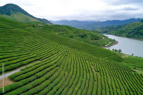 A tranquil tea plantation in Sri Lanka, with rows of tea bushes stretching into the misty mountains