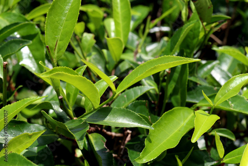 rain drops on tea leaves in Nuwara Eliya, Sri Lanka  photo