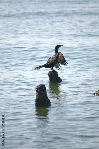 Al estar las ciudades a las orillas del lago de Maracaibo,podemos ver muchas aves.