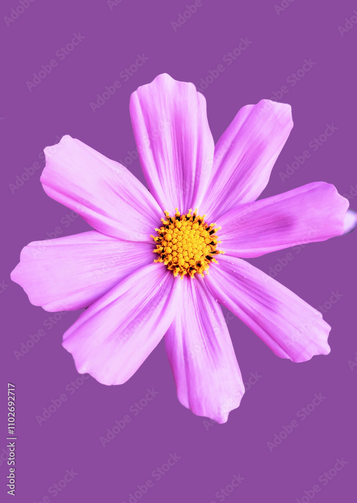 Cosmos flower isolated on purple background. Close-up. Nature. Cosmos flower isolated on purple background. Close-up. Nature.
