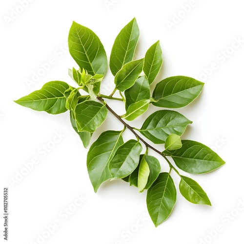 Green ash leaf isolated on a white background, close up photo