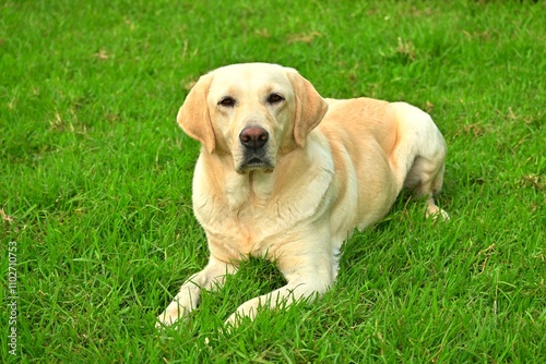 Labrador retriever puppy, dog sitting on green grass, outdoor 