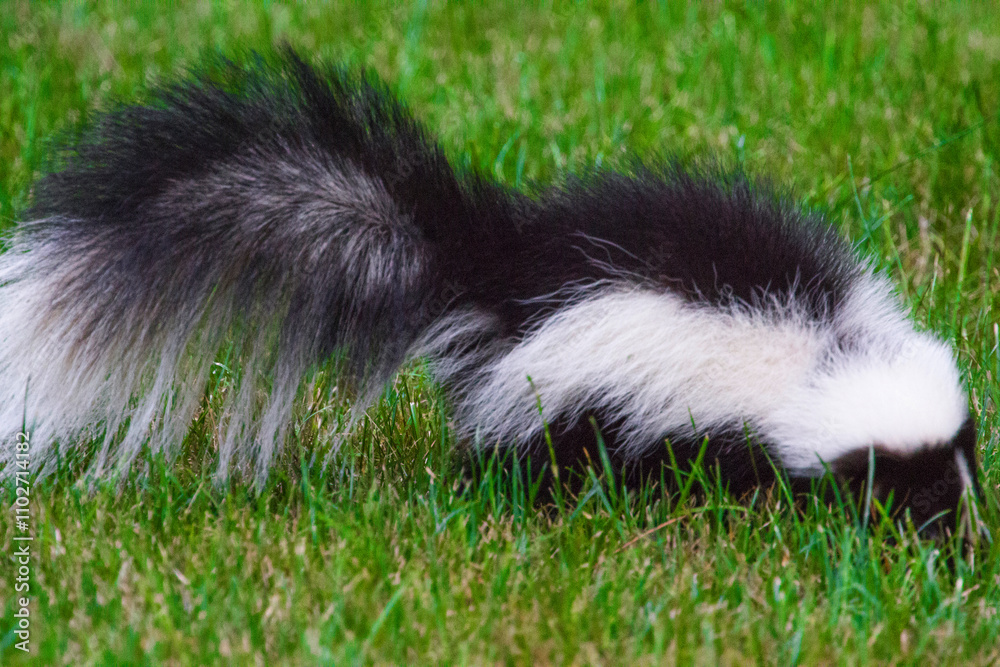 Striped Skunk Rooting for Insects in a Suburban Yard