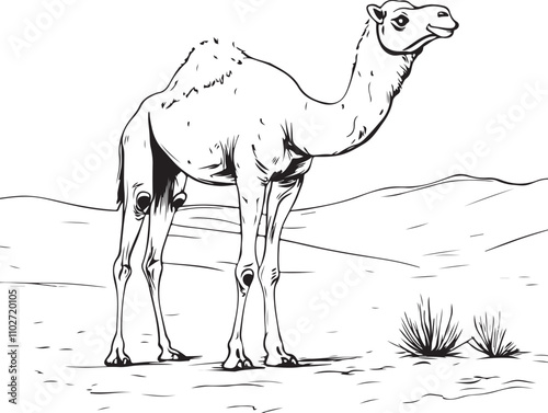 camel in desert photo