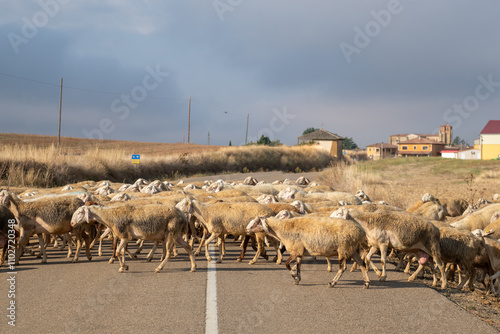 Flock of sheep in Castilla y Leon in autumn in the countryside.