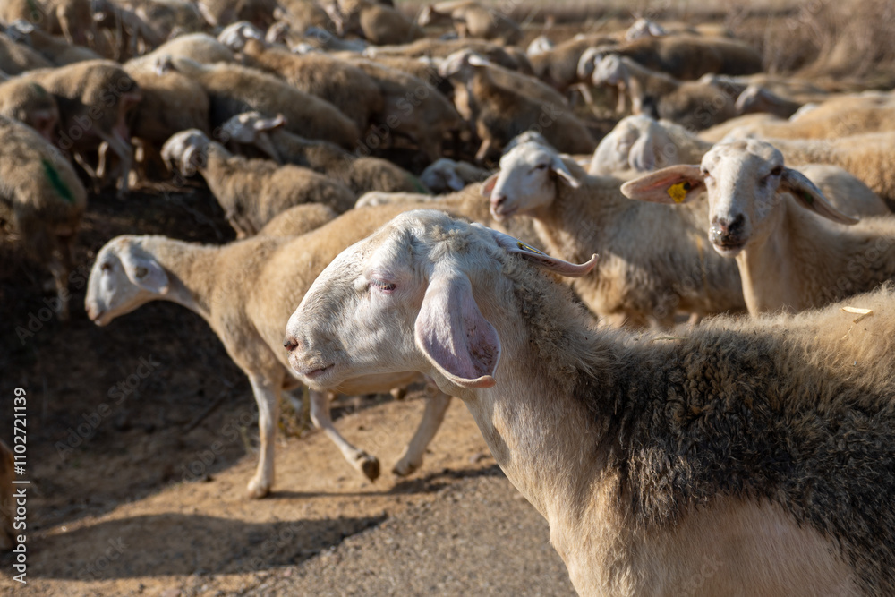 Flock of sheep in Castilla y Leon in autumn in the countryside.