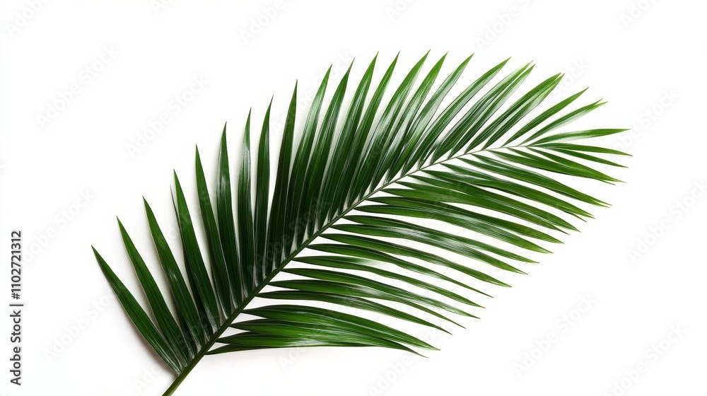 Green Palm Leaf Isolated on White Background High-Resolution Tropical Plant Green Palm Leaf Isolated on White Background High-Resolution Tropical Plant