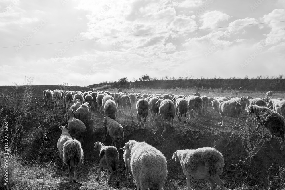 Flock of sheep in Castilla y Leon in autumn in the countryside.