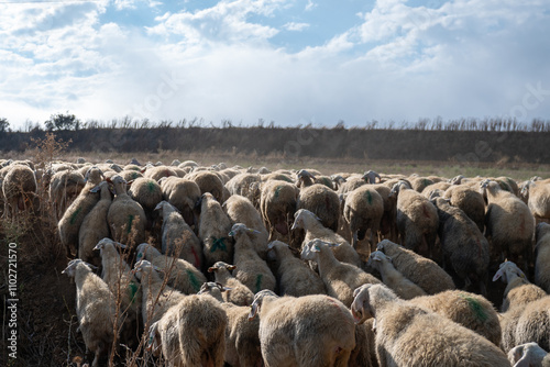 Obraz na płótnie Flock of sheep in Castilla y Leon in autumn in the countryside. w salonie