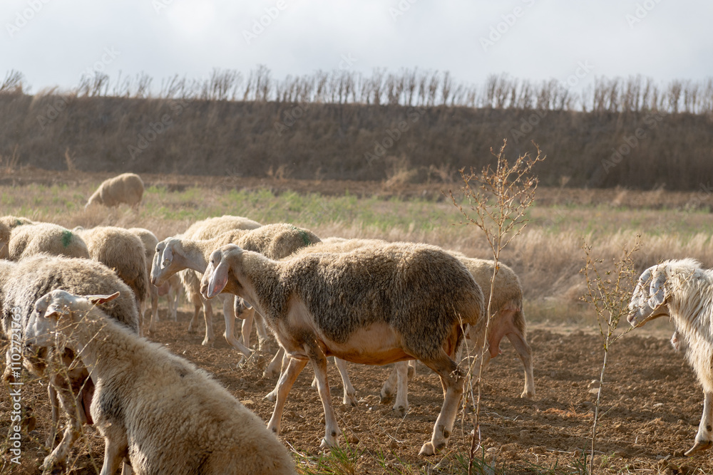 Flock of sheep in Castilla y Leon in autumn in the countryside.