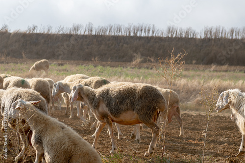 Obraz na płótnie Flock of sheep in Castilla y Leon in autumn in the countryside. w salonie