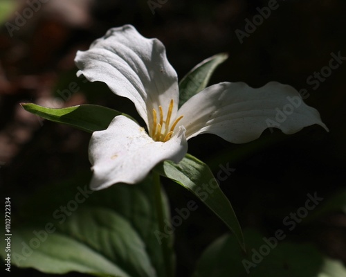 Trillium in the shadows of the forest floor