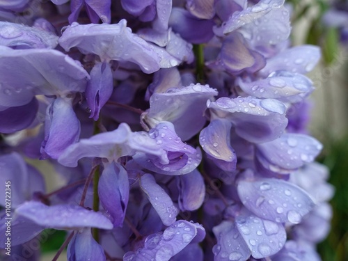 purple wisteria with rain in spring