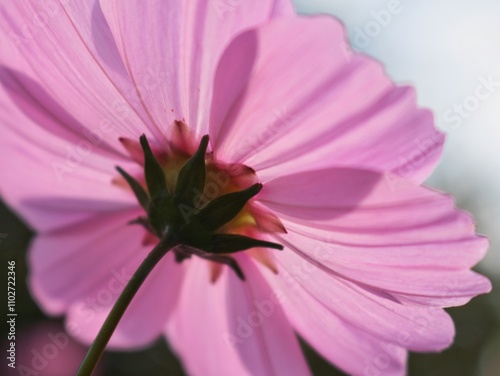 pink cosmos flower from underneath