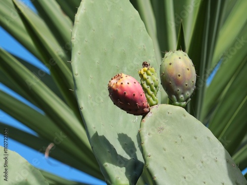 Prickly pear on a cactus