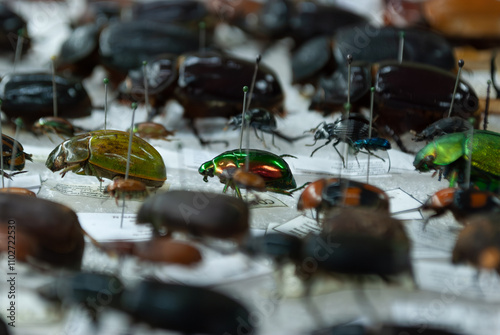 entomological collection of insects in close-up view