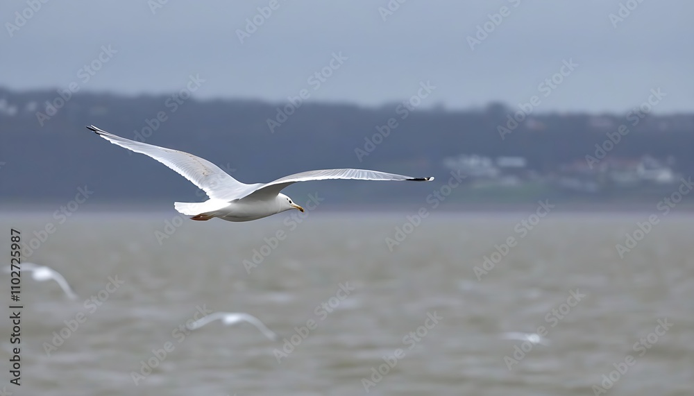 Seagull soaring in the sky, natural beauty on display. Seagull soaring in the sky, natural beauty on display.