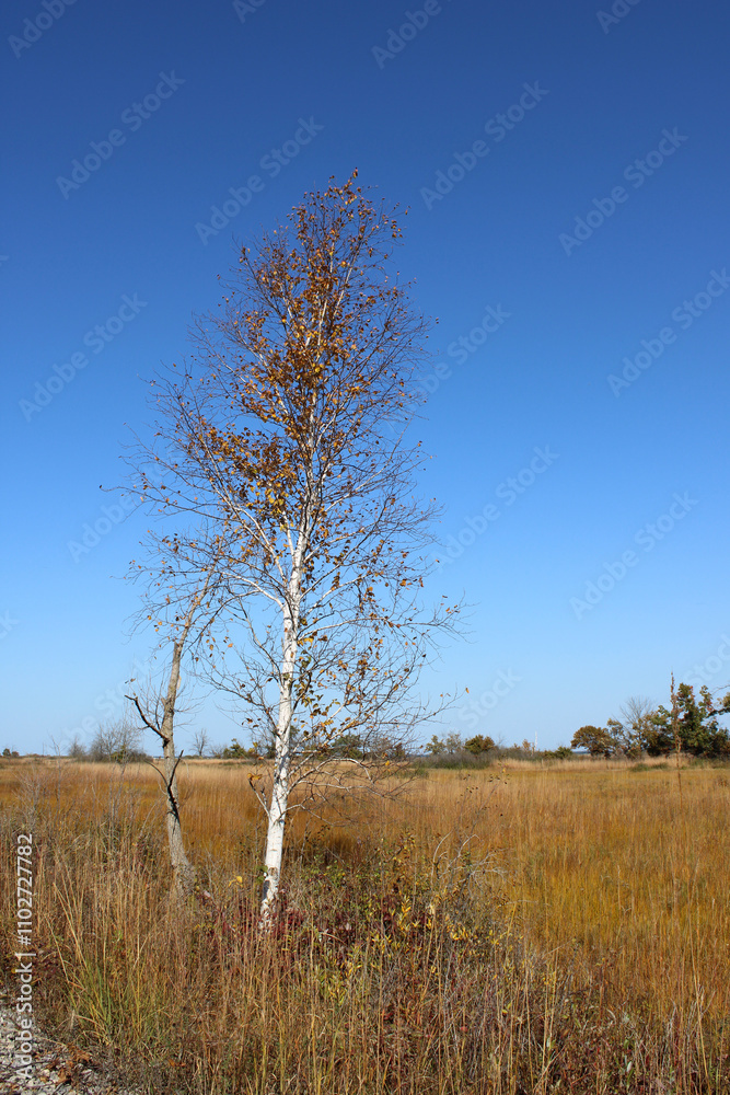 Paper birch tree with yellow leaves in autumn at Illinois Beach State Park in Zion Paper birch tree with yellow leaves in autumn at Illinois Beach State Park in Zion