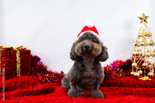 Adorable black Poodle dog wearing santa hat sitting on red cloth for Christmas holiday festival.