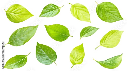 set of green leaves isolated on white background