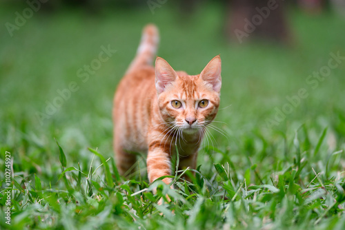 Orange tabby cat walking in the grass