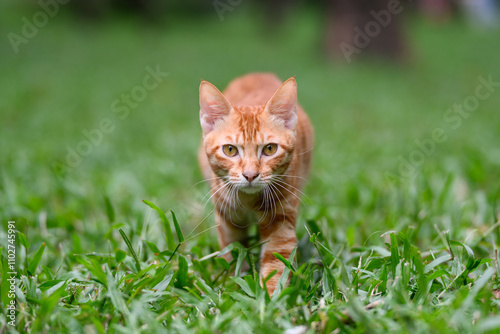 Orange tabby cat walking in the grass