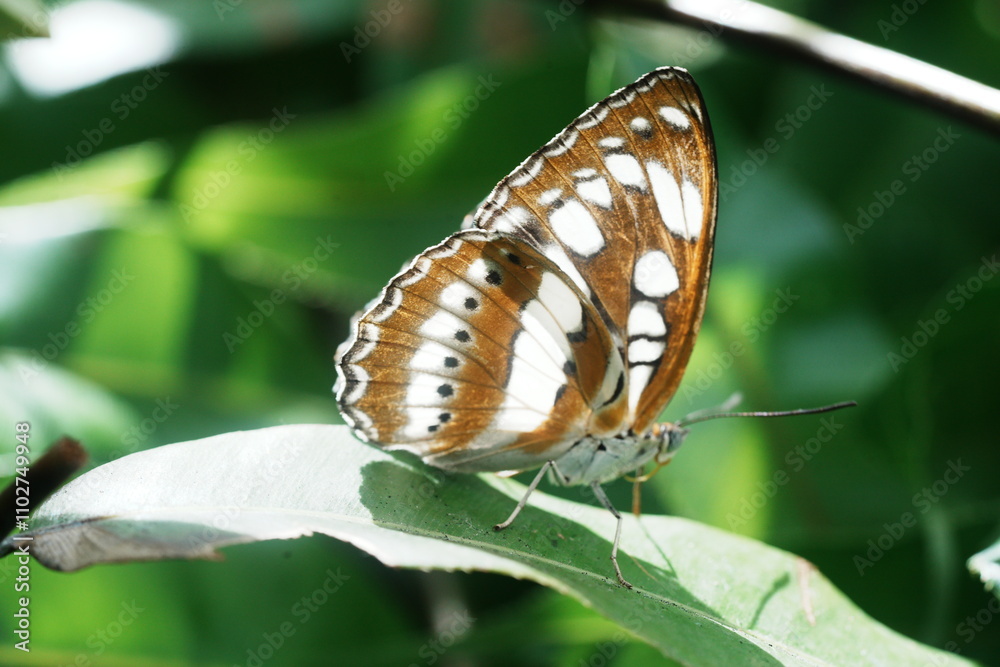 Athyma perius, the common sergeant, is a species of nymphalid butterfly found in South Asia and Southeast Asia. Athyma perius, the common sergeant, is a species of nymphalid butterfly found in South Asia and Southeast Asia.