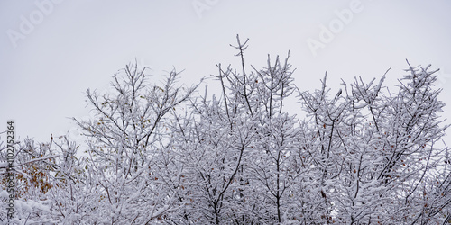 Billede på lærred Snow is piled on bare trees whose leaves have fallen.