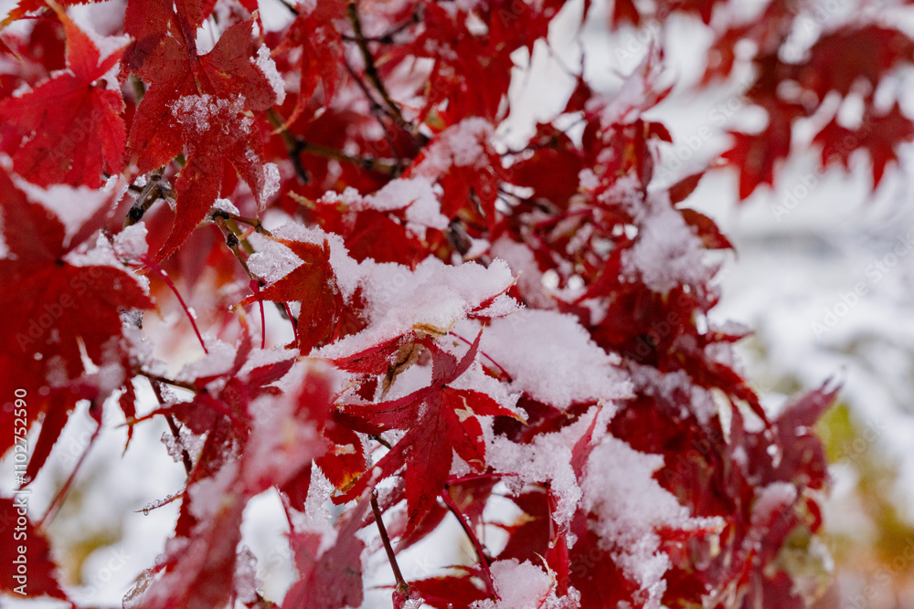 Winter background with snow on maple leaves Winter background with snow on maple leaves