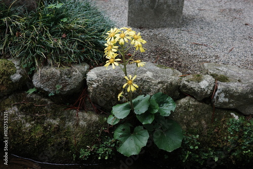 Foto Yellow Flower Growing on Rock – Resilient Wildflower in Natural Landscape