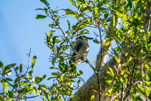 Blue jay bird resting on a branch in a tree. Taken on a sunny day in Tampa Bay, Florida. photo