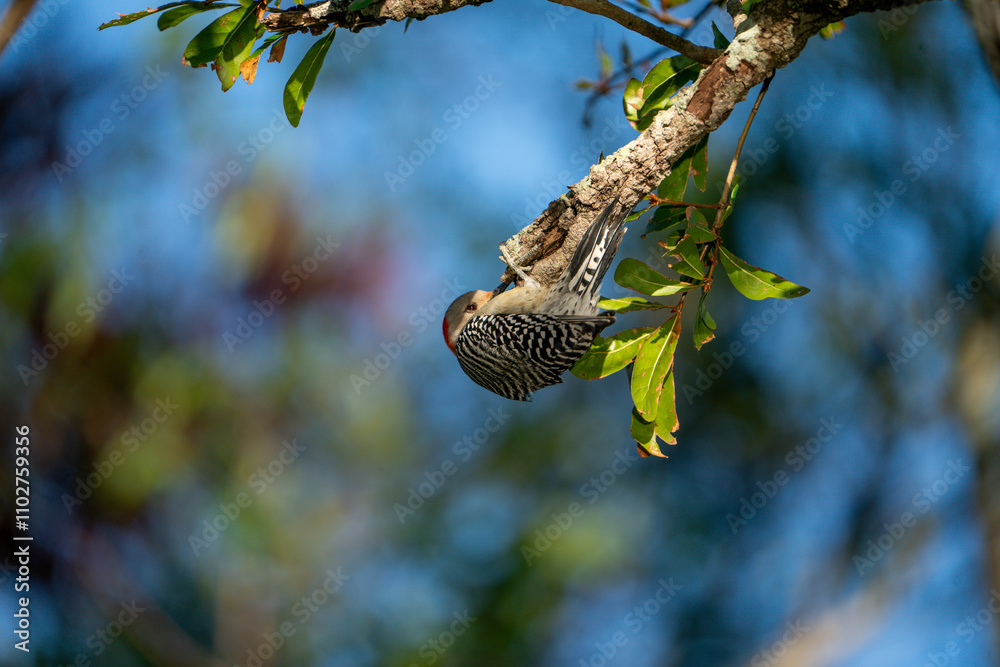 Red bellied woodpecker bird looking for food in branch. Taken on a sunny day in Tampa Bay, Florida. Red bellied woodpecker bird looking for food in branch. Taken on a sunny day in Tampa Bay, Florida.