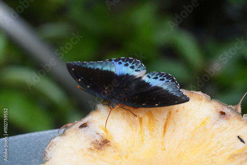 Lexias pardalis, commonly known as the archduke butterfly, is a striking species of nymphalid butterfly found in Southeast Asia, admired for its vivid coloration and strong flight. photo