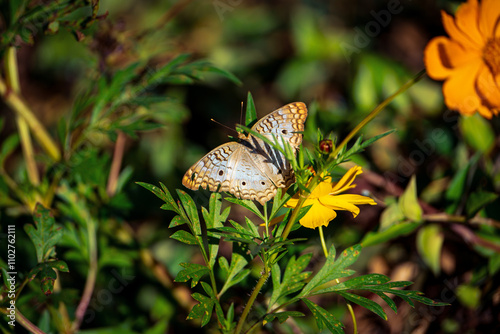 White peacock but terfly resting on some flowers. Taken on a sunny day in Tampa Bay, Florida. photo