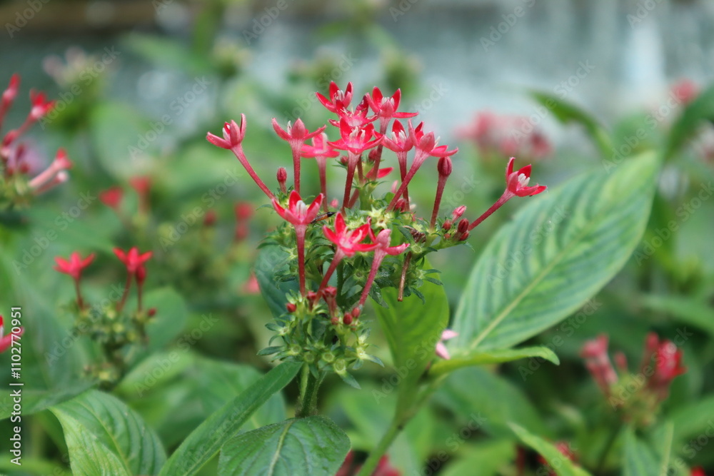 diễm châu flower at saigon zoo. diễm châu flower at saigon zoo.